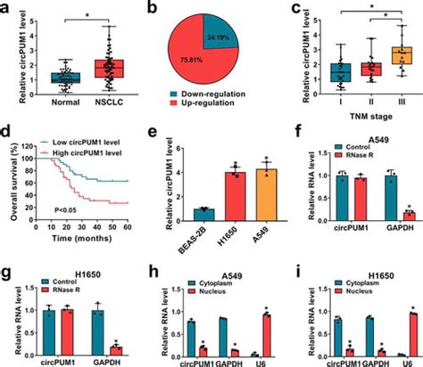 Full Article Circpum Promotes Cell Growth And Glycolysis In Nsclc Via