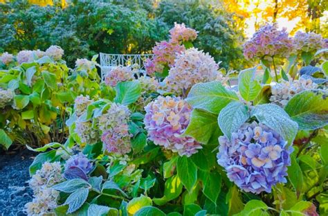 How To Cover Hydrangea For Winter Popular Ways Part 1 Best