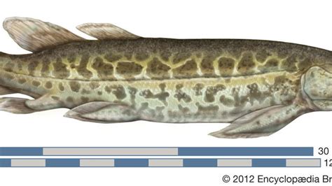 Devonian Period Devonian Life Britannica