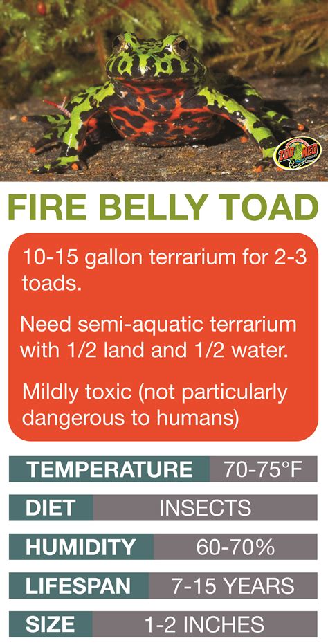 Fire Belly Toad Care Sheet Learn The Basics Of Fire Belly Toad Habitat