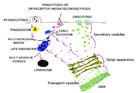 The Golgi Apparatus And Vesicular Trafficking Are Shown Drawn By The