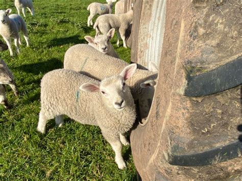 20 North Of England Mule Breeding Store Ewes Lambs With Lambs At Foot