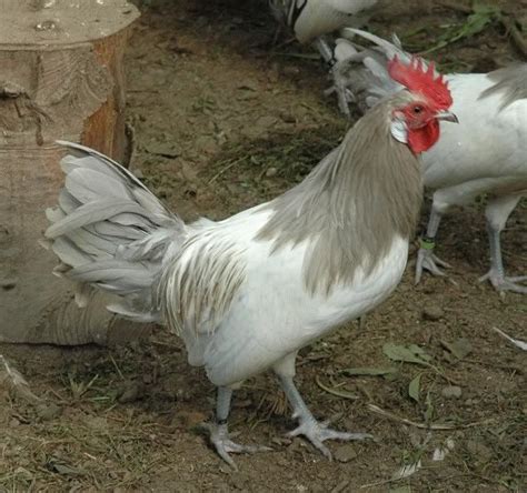 107 Best Light White Egg Layers Images On Pinterest Poultry House