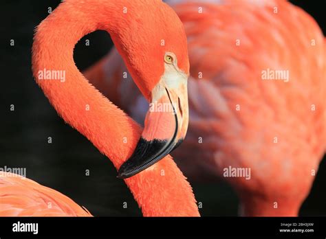 Flamingos Head In Profile Stock Photo Alamy