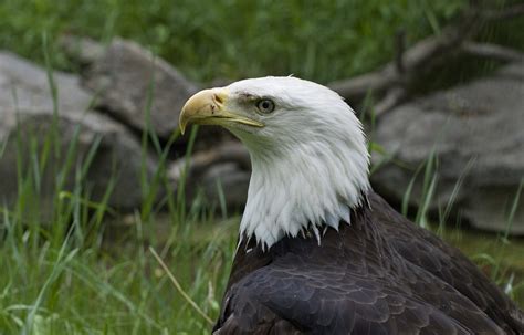 Golden Eagle Portrait Free Photo Download Freeimages