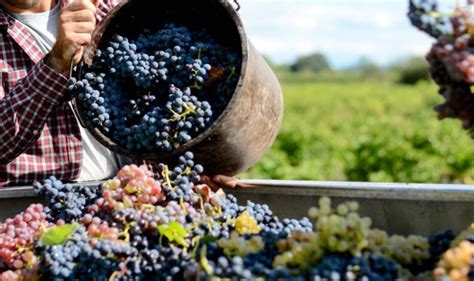 Vendemmia In Toscana Calo Del 20 Per La Peronospora E Mancano 5mila