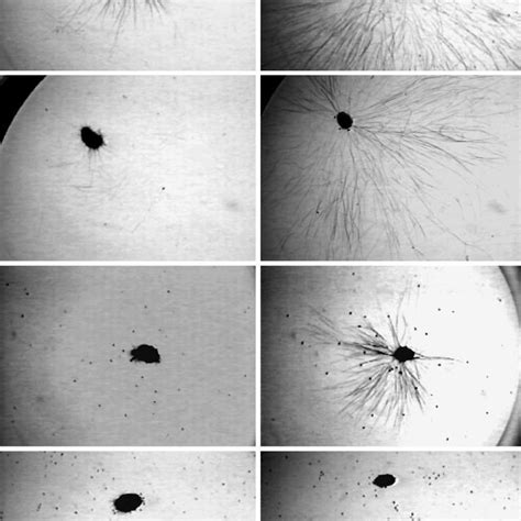 Appearance of cyanobacteria Phormidium sp. mats (a) in control wells... | Download Scientific ...