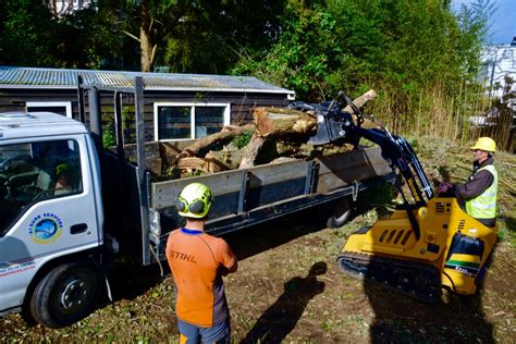 Why It Is Important To Replant After Tree Removal In Auckland A1 Sure