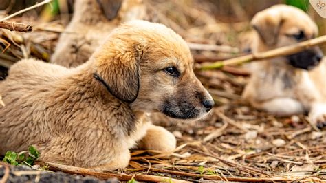 Kangal Welpen