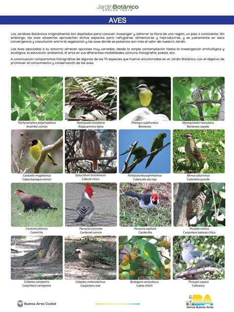 Aves De Buenos Aires: Diversidad Y Conservación | Loros Y Guacamayos