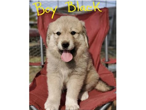 Anatolian Pyrenees mix puppies for sale in Tulsa - Puppies for Sale Near Me