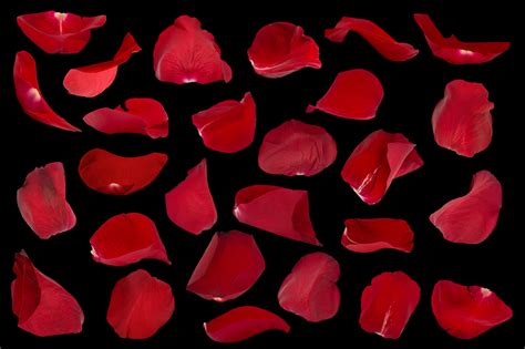 Red Rose Petals Overlay Photoshop Action Collection