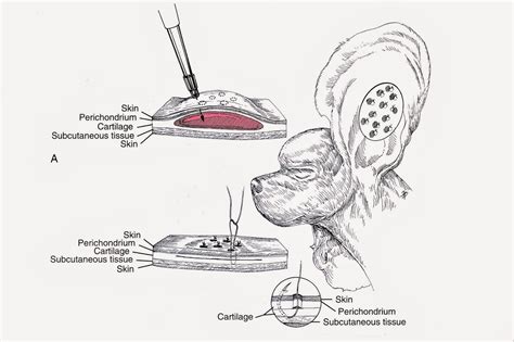 How To Treat Aural Hematoma In Dogs