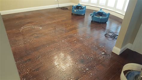 Hardwood Floor Cleaning Revitalize Your Hardwood Floors Ultra Clean