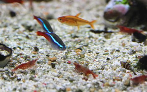 How Many Tetras In A 5 Gallon Tank Aquariumnexus