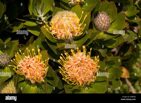 Leucospermum Cordifolium Veldt Fire Hi Res Stock Photography And Images