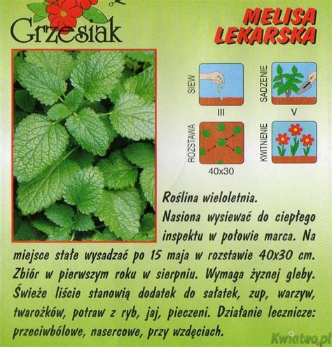 Melisa Lekarska Melissa Officinalis Przyprawa Nasiona Zi Kwiateo Pl