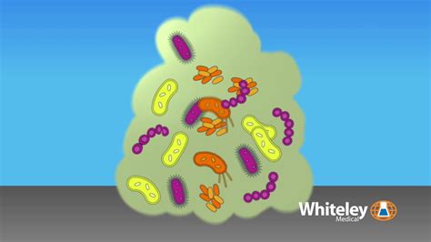 Biofilm Formation Whiteley Medical YouTube