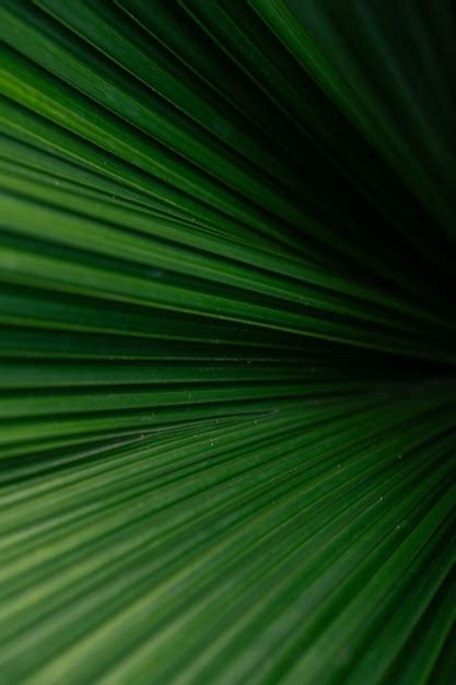 Premium Photo An Aesthetic Green Palm Leaf Texture Detail