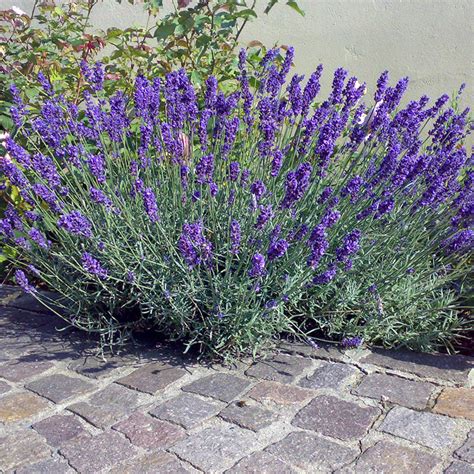 Lavanda Da Meraflor Professionisti Per Natura Piante Da Esterno Per Il