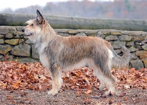 Berger Picard Puppies Rescue Pictures Information Temperament