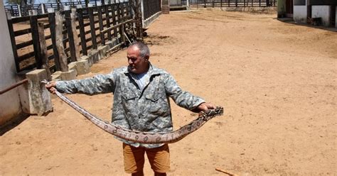 Jiboia cerca de dois metros é capturada em Santa Cruz do Capibaribe