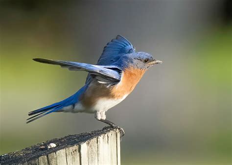 Merlebleu De L Est Eastern Bluebird Dsc Flickr