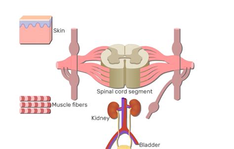 Spinal Cord Gray Matter Anatomy & Functions | GetBodySmart