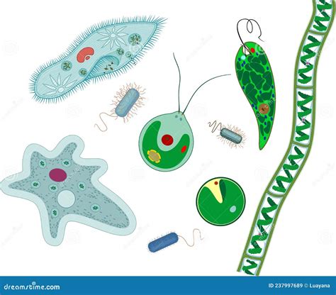 Set Van Microscopische Eencellige Organismen Protozoa Paramecium