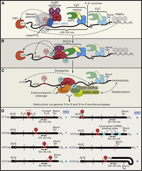 Leveraging Rules Of Nonsense Mediated Mrna Decay For Genome Engineering