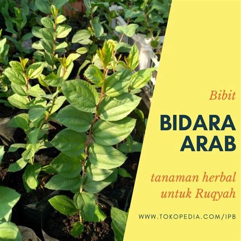 Jual Cl3n Bidara Arab Bibit Pohon Tanaman Herbal Sidr Di Lapak Tani