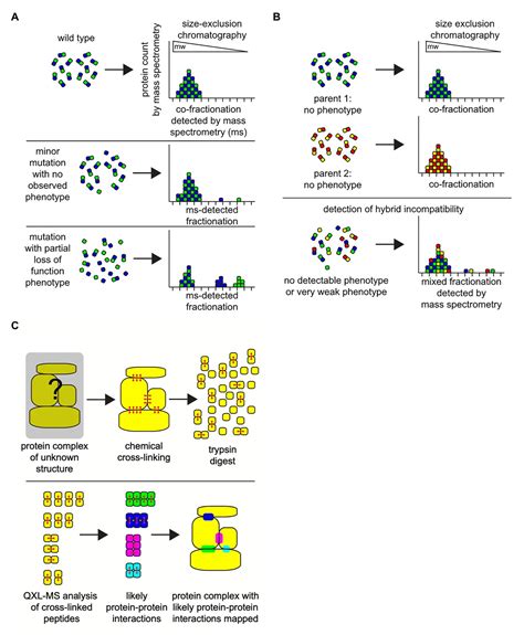 Frontiers Protein Complexes Form A Basis For Complex Hybrid