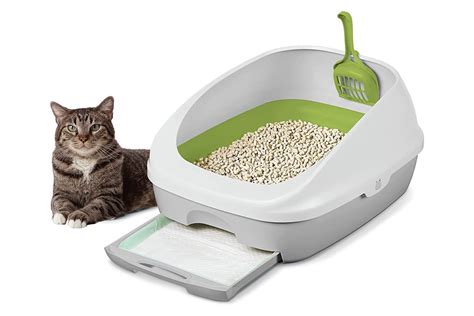 Best Litter Box Options For Your Cat Tabby Treasures