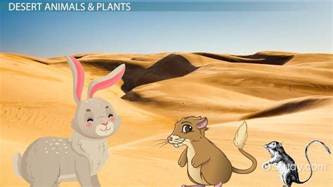 Desert Habitat: Lesson for Kids - Lesson | Study.com