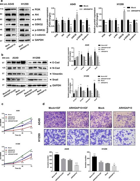 Arhgap10 Suppressed Emt In Nsclc Cells By Pi3kaktgsk3β Signaling A