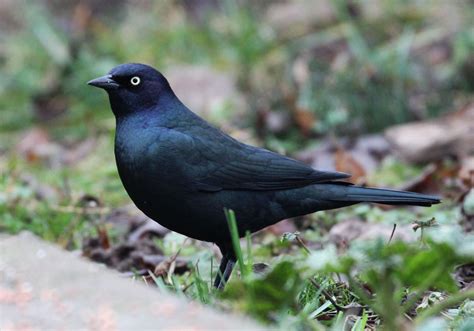 Brewers Blackbird Euphagus Cyanocephalus Pullman Washington San