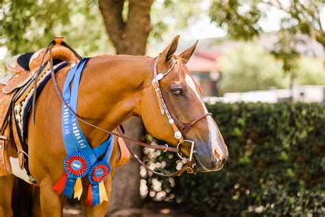 Breyerfest 2024 Celebration Horse!!!!