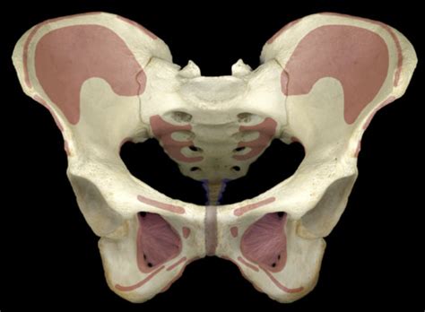 Pubic Bone Diagram Quizlet