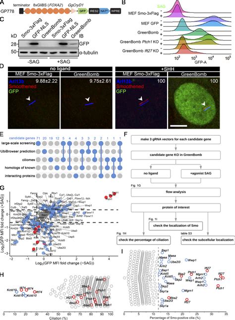 Identification Of Ub Related Genes Regulating Ciliary Smo Levels A