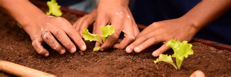 Horta Sensorial Acess Vel Estimula A Inclus O De Estudantes