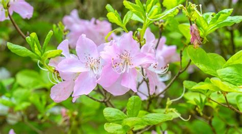 35 Different Types of Flowering Azalea Varieties