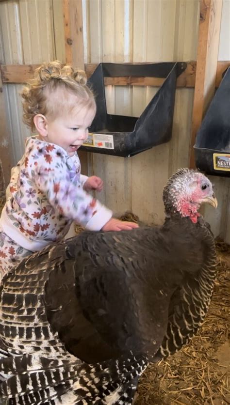 Broad Breasted Bronze Turkey Poults Cackle Hatchery