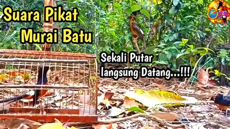 Memikat Murai Batu Medan Super Burung Hutanya Super Fighter Youtube