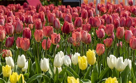 郁金香花白天郁金香春全景摄影图配图高清摄影大图 千库网