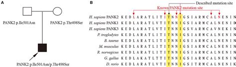 Frontiers Case Report Novel Compound Heterozygous Variants In The