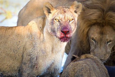 Tripadvisor D As Parque Nacional Lago Manyara Cr Ter Ngorongoro