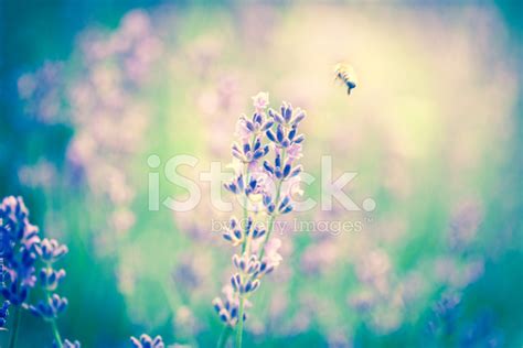 Honey Bee And Lavender Stock Photo | Royalty-Free | FreeImages