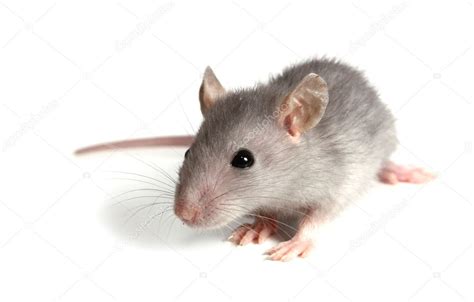 Gray Mouse — Stock Photo © Kontur Vid 3504879