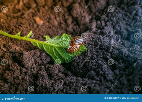 Mating Colorado Potato Beetles On A Potato Leaf Oviposition Of Potato Pests Yellow Beetle Eggs