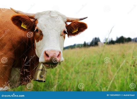 Pretty Simmental Cattle with Horns and Bell on the Pasture Stock Image ...